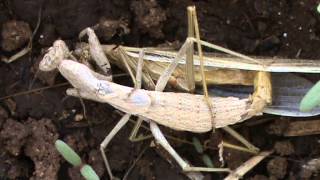 Mantide femmina divora coniuge durante la copula  Female Praying Mantis eats male during copula [upl. by Aiuqes]