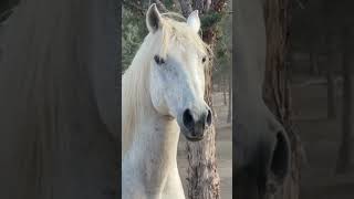 🐴Compañeros inseparables✨🌟animales animals fauna naturaleza caballos horses [upl. by Howlan]