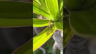 Most boring mating by mosquito eaters shorts cranefly bugs [upl. by Magel]