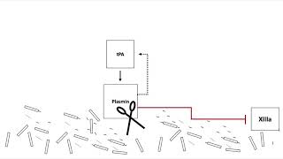 Fibrinolysis [upl. by Leehar]