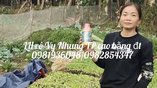 sử lí cây thuốc lá giống khi bị đất nhiễm độc LH cô Vy Nhung TP cao bằng đt 0981936048 [upl. by Kieryt]