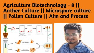 Ag Biotechnology  8  Anther Culture  Microspore culture  Pollen Culture  Aim and Process [upl. by Ignazio953]