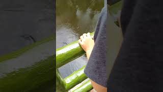 Feeding the Arapaima fish Avilonzoo manila summervacation [upl. by Simpkins]