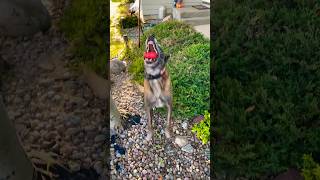 Finding cadaver source is his job searchdog belgianmalinois workingdog [upl. by Hendrika532]