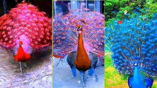 Peacock opening feathers，Most beautiful peacocks in the world，Peacock video [upl. by Vories392]