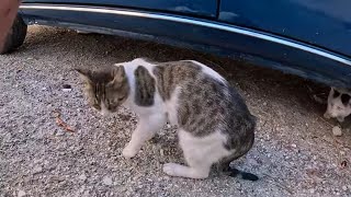 White cat attacks the spotted and drives it outside the fence Scared cats dont want communicate [upl. by Joselow]