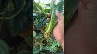 Snake plant propagation jishnuuthaman keralagarden garden gardening [upl. by Isia]