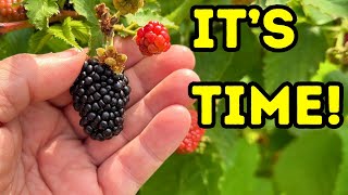 Container Grown PRIME ARK FREEDOM Blackberries Huge Harvest  Freezing Hacks containerblackberries [upl. by Durrett]