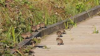 California Quail with chicks [upl. by Jobey]