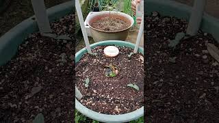 planting and caring for cucumbers in pots [upl. by Edivad]