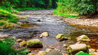 Sounds of Nature  Noise River and Forest Birds Singing 2 hours [upl. by Retsila]