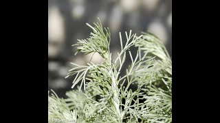 Artemisia californica Sagebrush [upl. by Anit538]