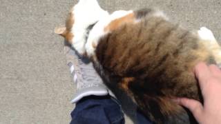 Friendliest Cat Ever [upl. by Albertson]