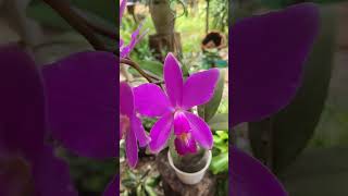 Cattleya violacia [upl. by Aiciled141]