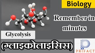 what is glycolysis ग्लाइकोलाइसिस Glycolysis Pathway in Hindi Glycolysis biochemistry Biology class12 [upl. by Haleemak659]