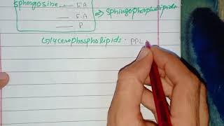 Metabolism of Phospholipids part 1 Synthesis of Phosphotidic Acid [upl. by Irab]