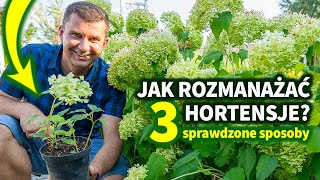 Jak rozmnażać hortensje Jak zrobić sadzonki hortensji [upl. by Ramad984]