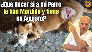 🆘 A MI PERRO LE HAN MORDIDO Y TIENE UN AGUJERO ¿QUE DEBO HACER 🆘 [upl. by Schulz]