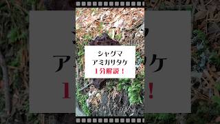 人が◯ぬほど猛毒なのに食べられるきのこ💀シャグマアミガサタケ1分解説❗ きのこ 毒キノコ シャグマアミガサタケ [upl. by Merdith]