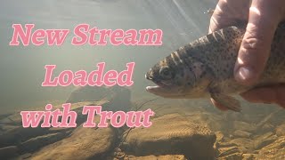 Fishing Trout Magnets in New Creek Loaded with Trout [upl. by Nerraw502]