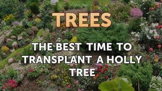 The Best Time to Transplant a Holly Tree [upl. by Irehs]