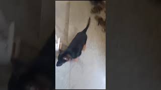 Back home using staircase dog doglover funny [upl. by Annmaria]