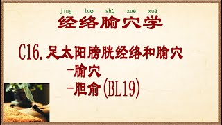 经络腧穴学 C16足太阳膀胱经络和腧穴腧穴胆俞BL19 [upl. by Llerrej]