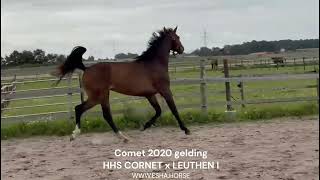 Comet HHS CORNET x LEUTHEN I [upl. by Atla]