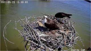 Dahlgren Osprey Cam Live Stream [upl. by Callahan]