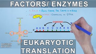 Enzymes and Factors in Eukaryotic Translation [upl. by Tereve]