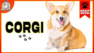 EVERYTHING You Need to Know About The CORGI [upl. by Haceber807]