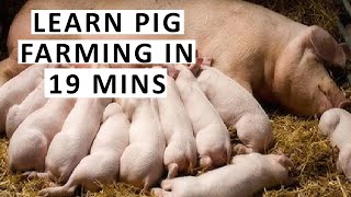 Everything About Pig Farming in 19 Minutes [upl. by Edmead575]