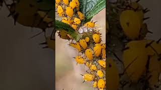 The strange behavior of Milkweed Aphids [upl. by Malva]