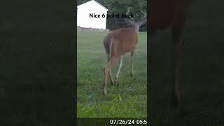 6 point Buck deer bucks hunting [upl. by Roddie]