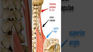 Anatomy Levator Scapula Shorts [upl. by Neelyk]