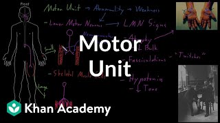 Motor unit  Organ Systems  MCAT  Khan Academy [upl. by Teilo388]