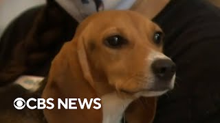 Beagles rescued from research facility find new homes [upl. by Pooley]