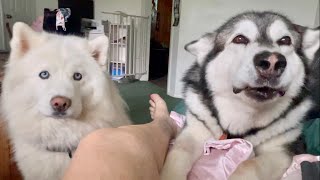 Huskies Lecture Owner After She Falls Out Of Bed [upl. by Thomasine]