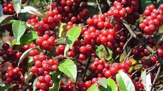 Berry picking and foraging  Survival food Autumn olives  How to make Autumn olive jelly [upl. by Yesdnyl]