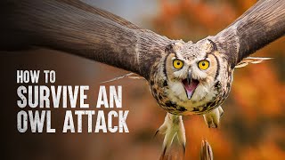 How to Survive an Owl Attack [upl. by Arvonio]