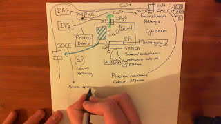 The Protein Kinase C Pathway Part 2 [upl. by Greenes]