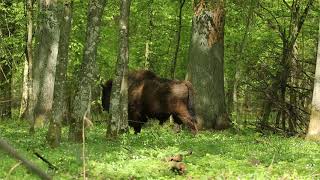 Wild European Bison or Wisent Bialowieza Forest Poland [upl. by Homerus]