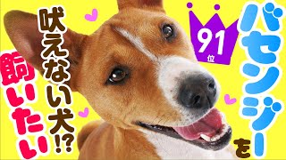 ❤️人気91位【バセンジーってどんな犬？】子犬の価格や性格、寿命、飼いやすさは？ カワイイ動画でチェック！ [upl. by Broddie]