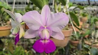 Cattleya walkeriana flareaKS select x PA06quot [upl. by Eyot316]