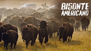 BISONTE AMERICANO  Mini Documental [upl. by Oisorbma]