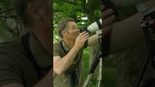 Rescued tawny owl babies fledge nest amp now branching [upl. by Comptom]