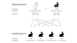 Dihybrider Erbgang [upl. by Wynnie655]