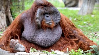 Orangutans Revealed 5 Fun Facts That Will Amaze You [upl. by Lane]