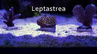 Leptastrea  Coral Care [upl. by Kirrad]