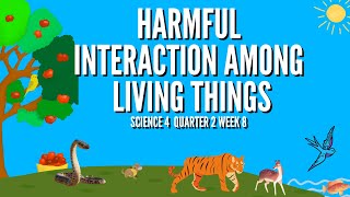 Predation Harmful Interactions Among Living Things Grade 4 Science Quarter 2 Week 8 Predator Prey [upl. by Trebmer]